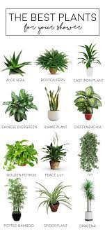 Shower Plants In 2021 Best Bathroom Plants Bathroom Plants Shower Plant