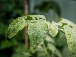 Spider mites could enter from outside, and they thrive in warm, dry places. 318 Spider Mites Photos Free Royalty Free Stock Photos From Dreamstime