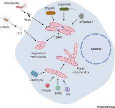 Maybe you would like to learn more about one of these? Mitochondrial Functions In Infection And Immunity Trends In Cell Biology