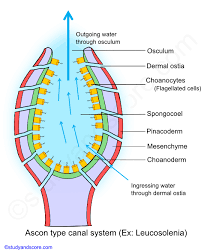 All extra keyword arguments become css style options for the <span> tag which will surround the axis label and units. Phylum Porifera Canal System In Sponges Types Of Canal Systems In Sponges Study Score