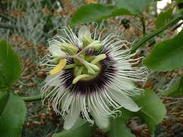 Image result for Passiflora edulis