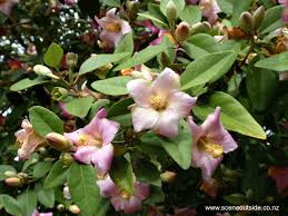 Image result for Lagunaria patersonia
