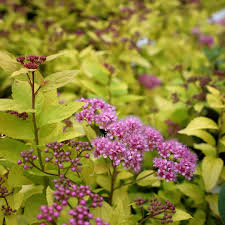 Image result for spirea japonica gold princess