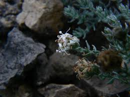 Image result for Cressa cretica