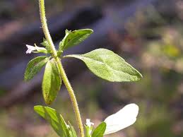 Image result for Pentadesma reyndersii