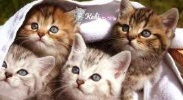 Kediler Yogurt Yiyebilir Mi Kediler Icin Yogurdun Faydalari Kedi Blog