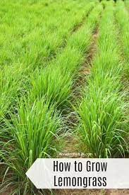 Lemongrass generally grows fast in open fields but they can be grown in a pot/container. How To Grow Lemongrass