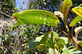 Image result for Dichaetanthera corymbosa