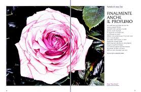 September 7 at 3:31 pm ·. Scented Roses Also Between The New Tea Hybrids Monaco Nature Encyclopedia