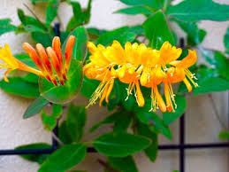 Image result for Caprifoliaceae