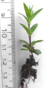 Image result for Lophiocarpus tenuissimus