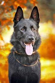 Find the best pet name by browsing our list of black german shepherd dog names. German Shepherd Names Male Female Gsd Names Black German Shepherd German Shepherd Pictures Black German Shepherd Dog