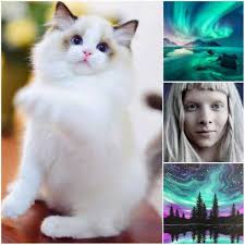 Every cat parent is going to choose a good name for his or her adorable fluffy ragdoll cat. Top 25 Awesome Ragdoll Cat Names Ideas Ragdoll Guide