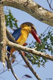 Extremely heavy and cumbersome to carry and transport 2. Stork Billed Kingfisher 9 Animals Pet Birds Kingfisher