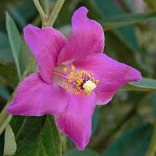 Image result for Lagunaria patersonia
