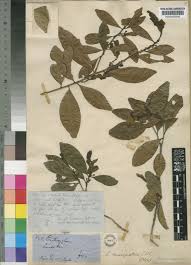 Image result for Erythroxylum emarginatum