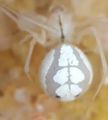 This white cross is what gives this spider one of its common names. Small White Spider Bugguide Net