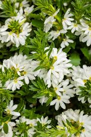 Image result for Scaevola