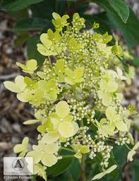 Image result for Basella paniculata