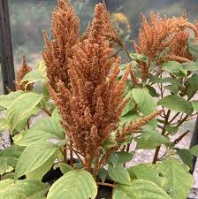 Image result for Amaranthus