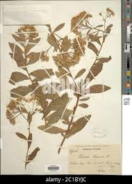 Image result for Pluchea dioscoridis