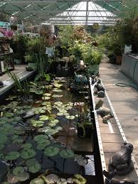 Nick S Garden Center And Farm Market Has A Great Selection Of Water Plants And Water Garden Accessories Our Hardy Water Lilies Water Plants Waterfall Fountain