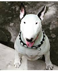 Black And White Bull Terrier Puppy Whitebullterrier Whitebully Bully Bullterrier White Bull Terrier Mini Bull Terriers Bull Terrier