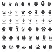 Animal Tracks Footprints Of Swan Llama And Donkey Cat Owl In 2020 Animal Footprints Animal Tracks Dinosaur Silhouette