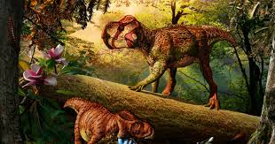Image result for Dinophora
