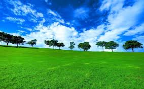 Landscape photography, green hills and tree, river, trees, forest. Trees Grass Fields Green Wallpaper Nature And Landscape Wallpaper Better