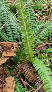Image result for Blechnum punctulatum