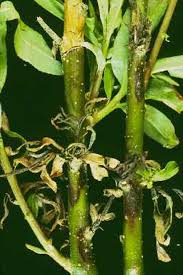 Image result for venturia saliciperda willow tree