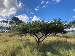 Image result for Triaspis dumeticola