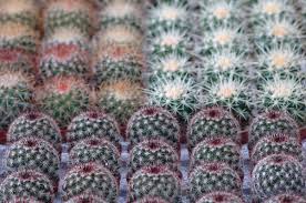 Le piante grasse sono piante ornamentali che possono assumere moltissime forme diverse, e sono in grado di sopravvivere anche nei climi più aridi. Piante Grasse Dal Mondo In Mostra Viridea