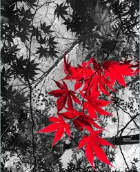 Black And White With Pop Of Color Drawing Red Leaf Color Pop Black White Fall Foliage Unique Wall Decor Bright Color Canvas Metal Print Fine Art Natur Color Pop Nature Photography Nature Art