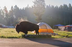 This is the way yellowstone national park in winter was meant to be experienced! Yellowstone Campgrounds Traveling Mel S Yellowstone Trips