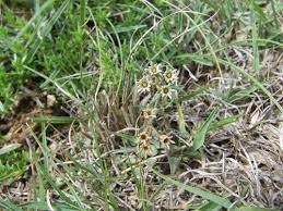 Image result for Stenostelma corniculatum