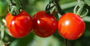 صور طماطم رمزيات و خلفيات طماطم بانواعها ميكساتك Vegetables Tomato Photo