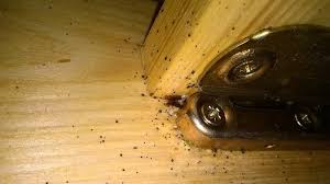 Kondiční a zdokonalovací plavání s osobním trenérem. Likvidace Stenic Deratizace Dezinsekce Dezinfekce