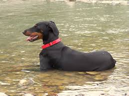 Take 5 to 6 tabs of tylenol pm, mix it well with water or milk. How To Euthanize A Dog With Sleeping Pills Benadryl Tylenol Pm