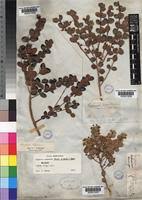 Image result for Eugenia capensis