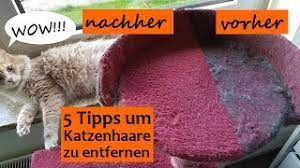 Katzenhaare entfernen aus dem teppich immer wieder das gleiche problem: Katzenhaare Entfernen Auf Sofa Kleidung Teppich Usw Einfach Und Effektiv Die Besten 5 Tipps Youtube