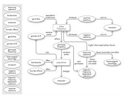 Solved Mechanisms Of Evolution Explain The Flow Chart H