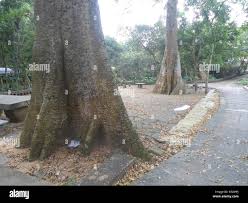 Image result for Antiaris