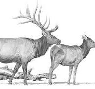 DEER ELK ANTELOPE