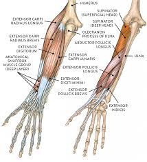 Muscle names can actually be used as a short cut to learn a muscle's location, shape and function. Muscles Of The Arm And Hand Classic Human Anatomy In Motion The Artist S Guide To The Dynamics Of Figure Drawing