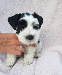Maybe you would like to learn more about one of these? Miniature Schnauzer Puppies For Sale Ohio 51 Oh 306371