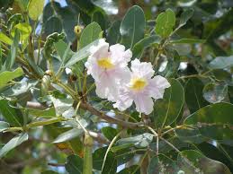 Image result for Tabebuia heterophylla
