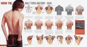 Vevor torso anatomy model 17inch human torso 23 parts unisex human torso model anatomy models human body anatomical model skeleton life size medical anatomy educational teaching tool. How To Male Torso Anatomy Back By Valentina Remenar On Deviantart Male Torso Anatomy Anatomy Back Male Torso