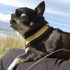 Pin On Ay Chihuahua